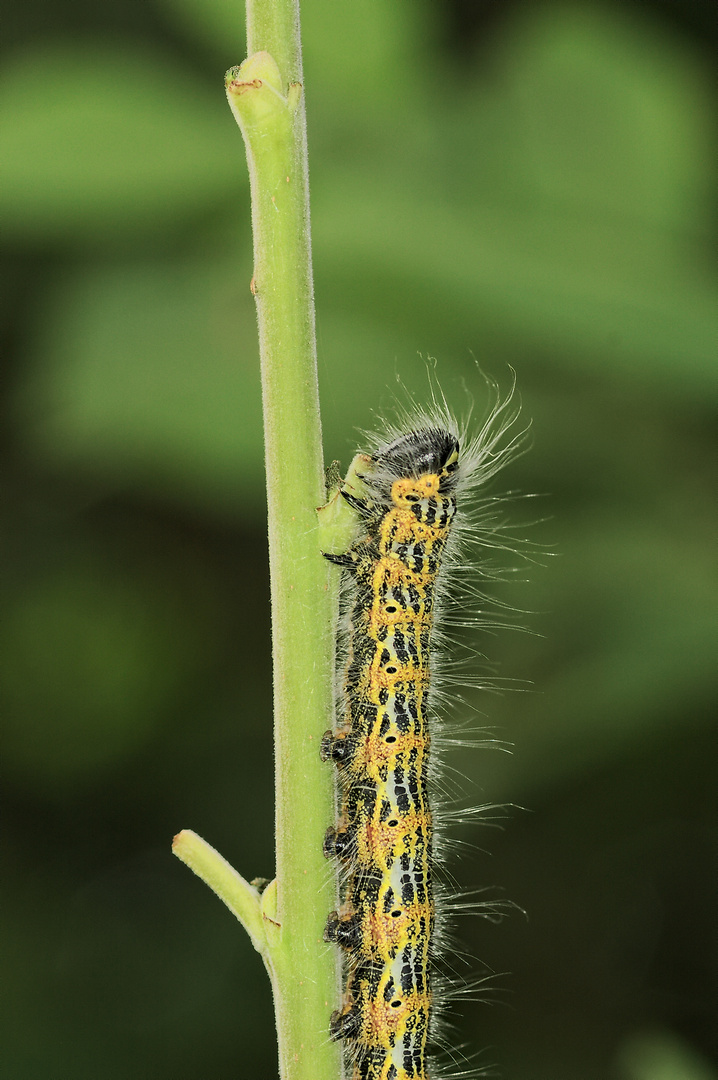 Mondvogel - Raupe