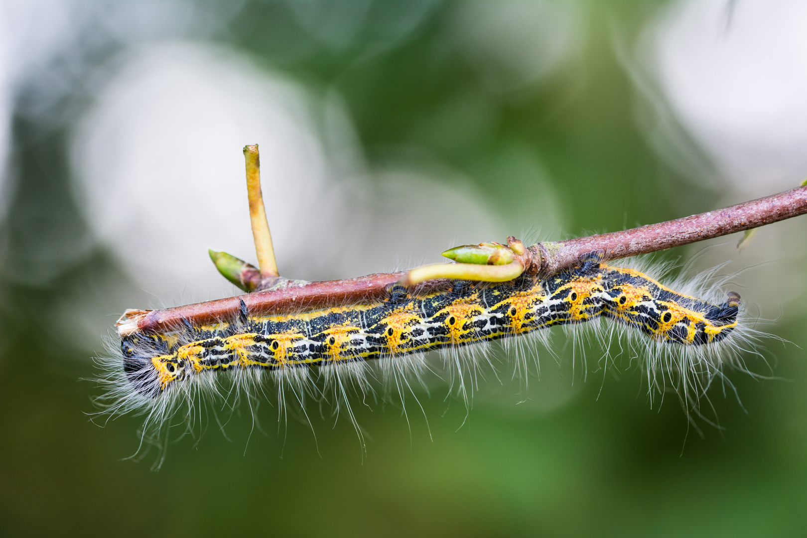 Mondvogel Raupe...