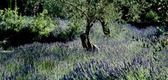 Monet in Grasse