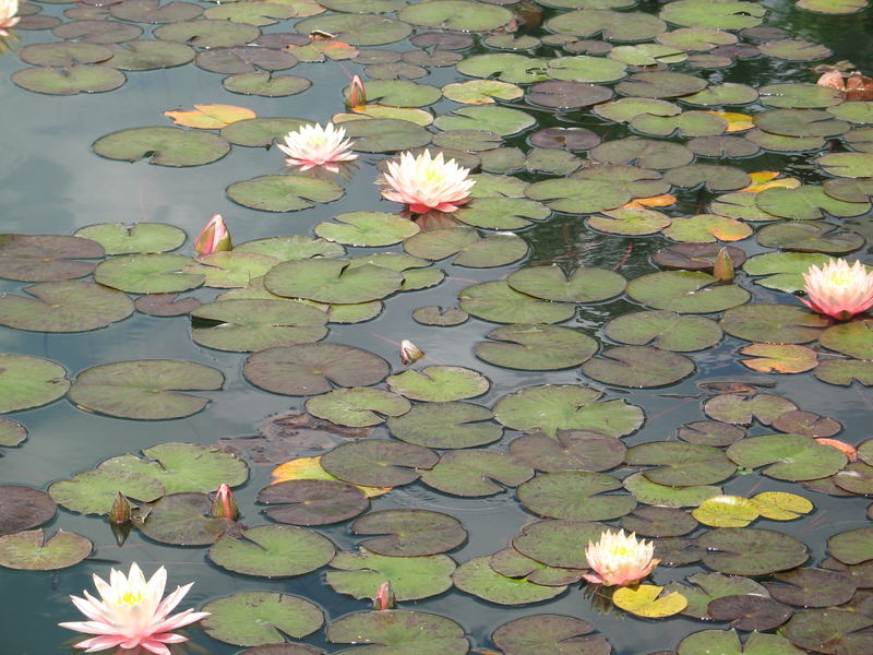 Monet lässt grüssen