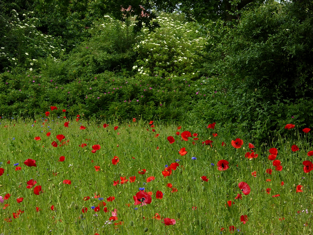 Monet-Wiese