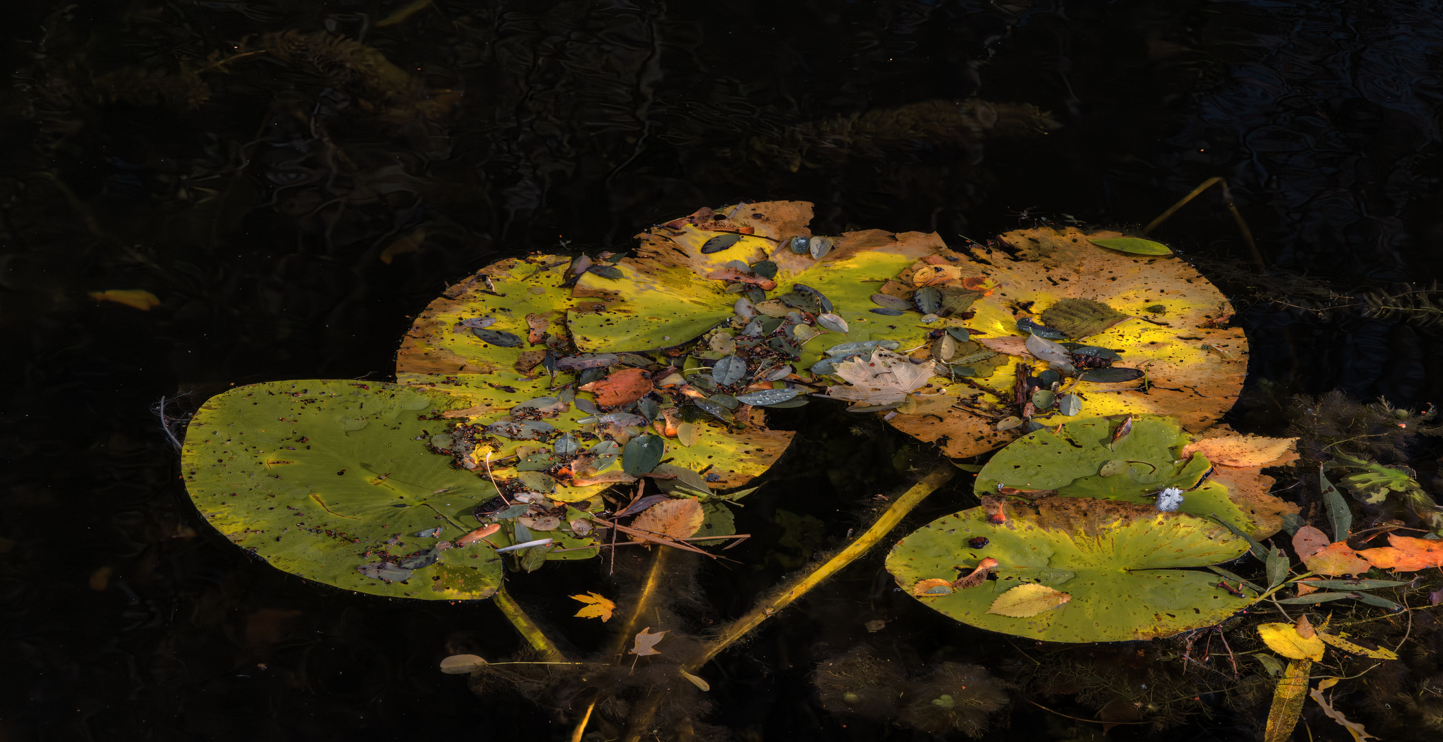 Monet´s Dream_02