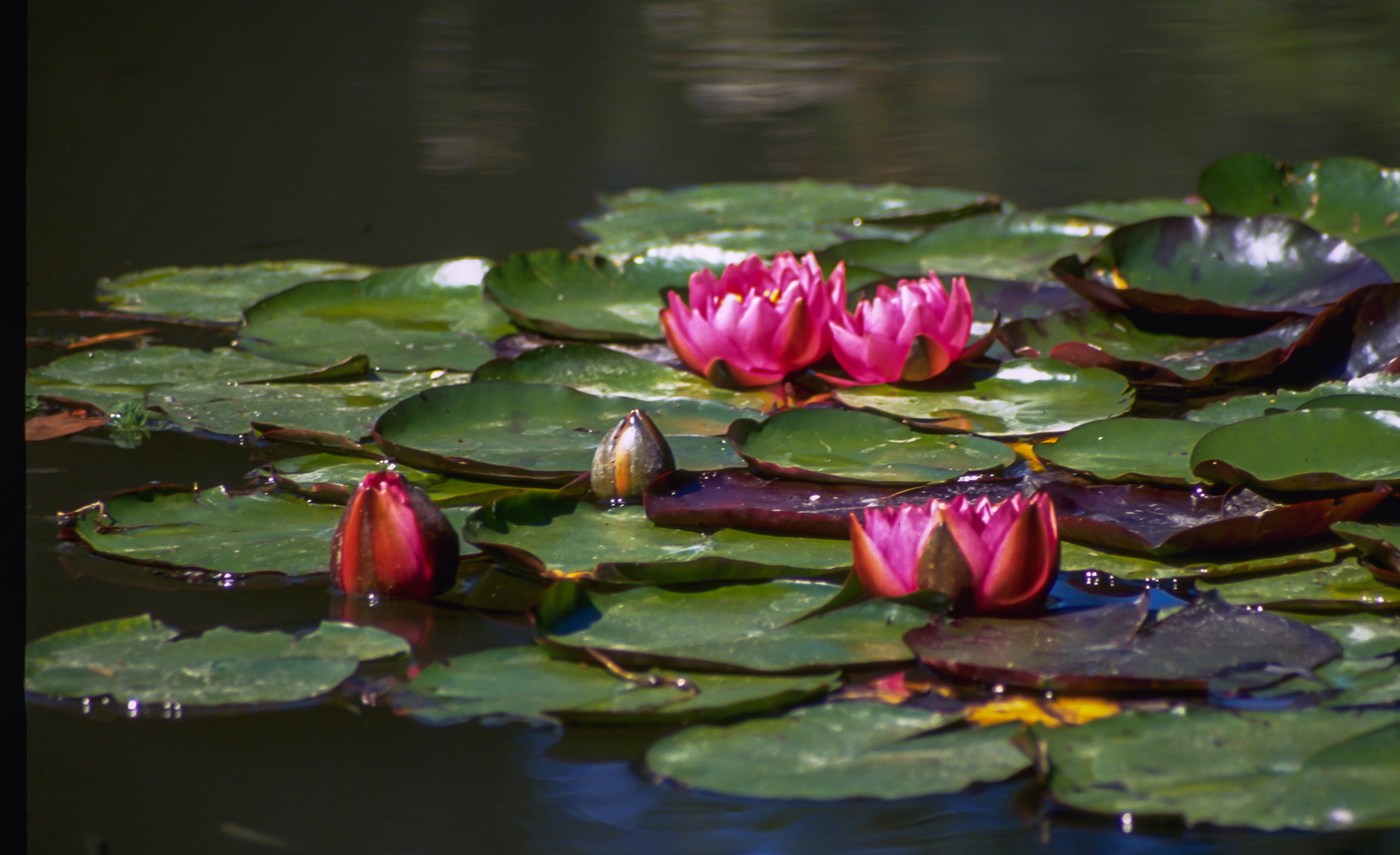 Monet´s Gartenteich III - Giverny/Frankreich