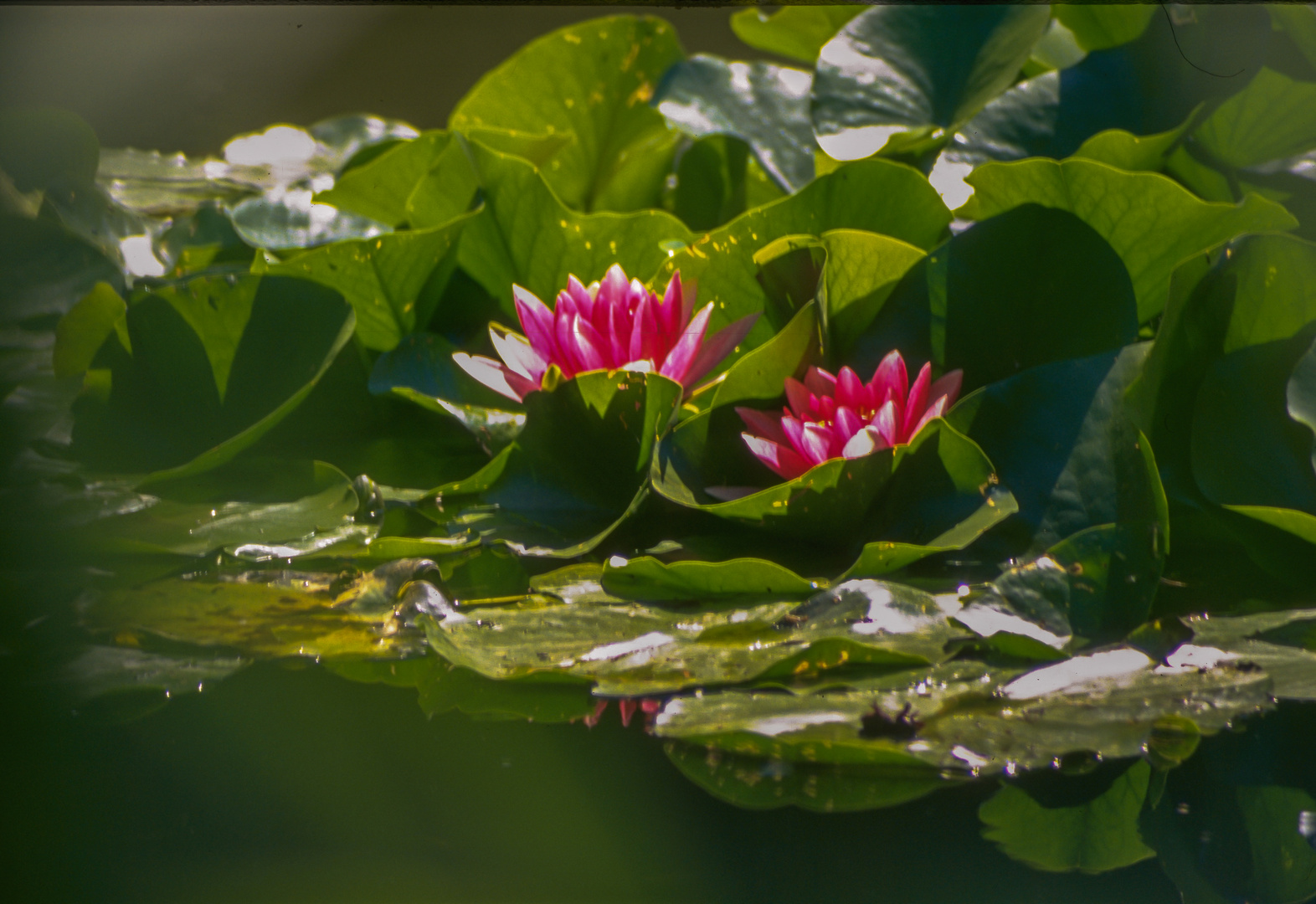 Monet´s Gartenteich V - Giverny/Frankreich