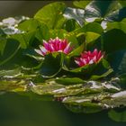 Monet´s Gartenteich V - Giverny/Frankreich