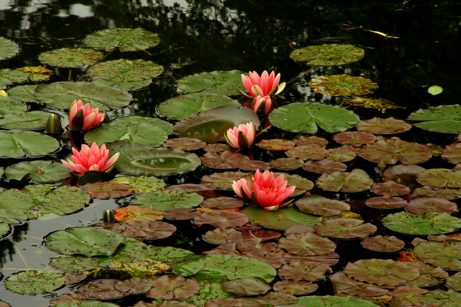 Monets Seerosen in Giverny