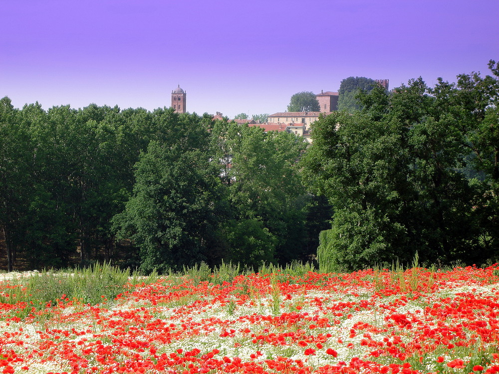 MONFERRATO 3