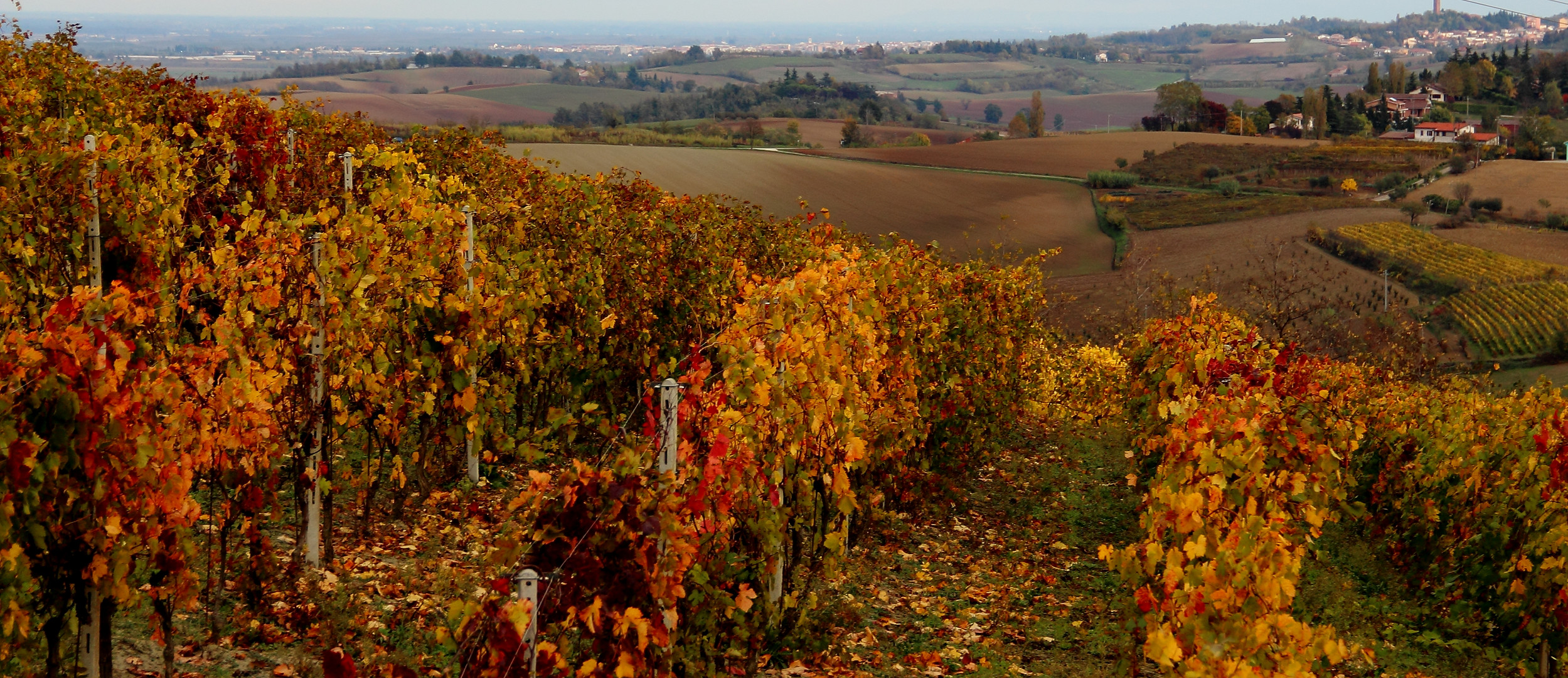 Monferrato dorato