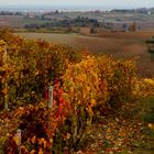 Monferrato dorato