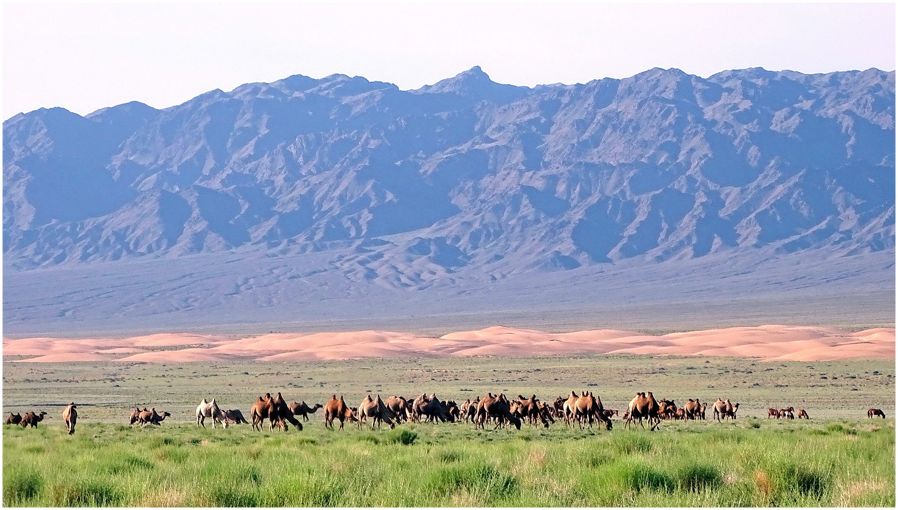 Mongolei Kamele.