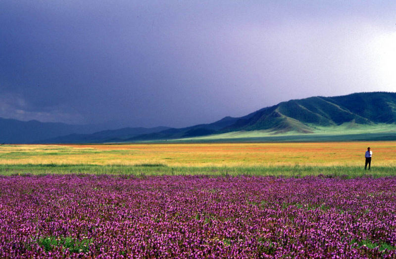 MOngolia dreaming