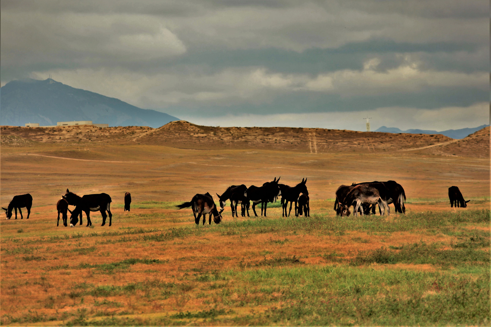 Mongolian donkeys