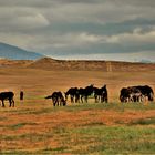 Mongolian donkeys