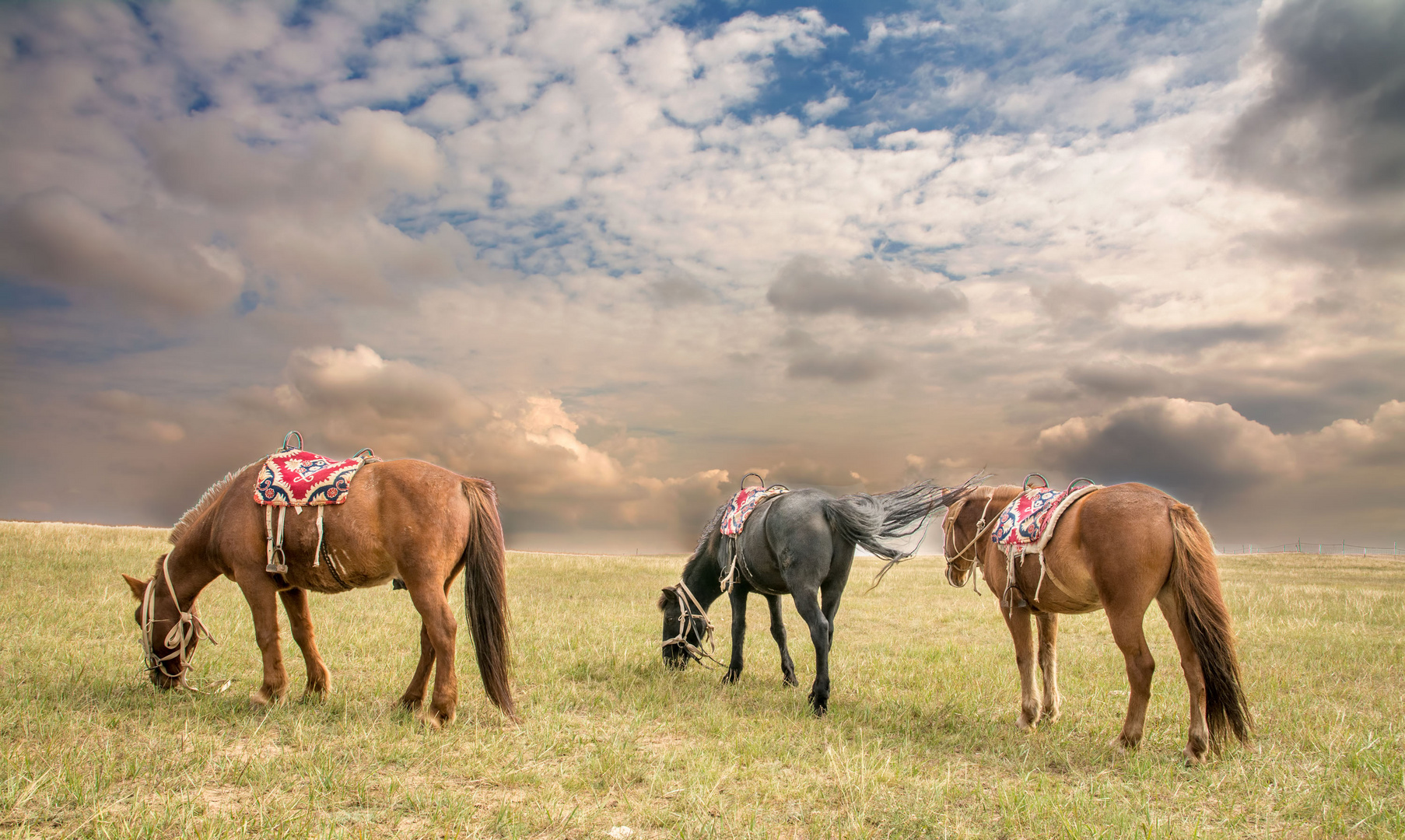 Mongolian Horses