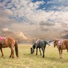 Mongolian Horses