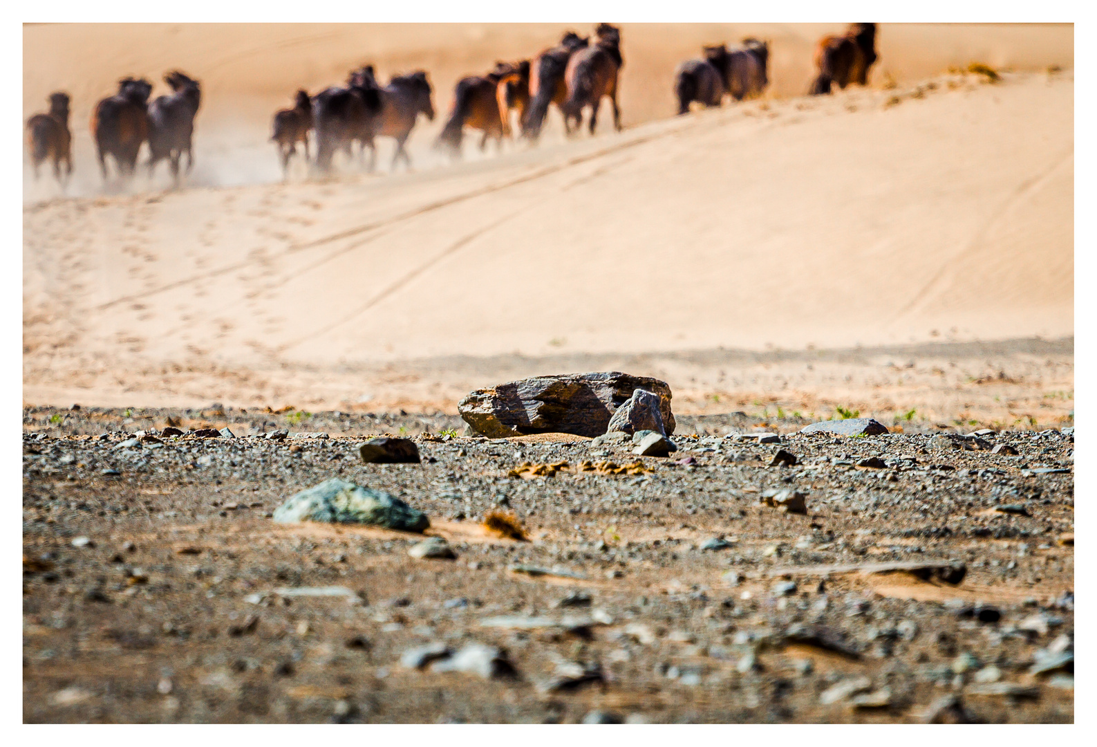 Mongolian Horses