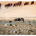 Mongolian Horses