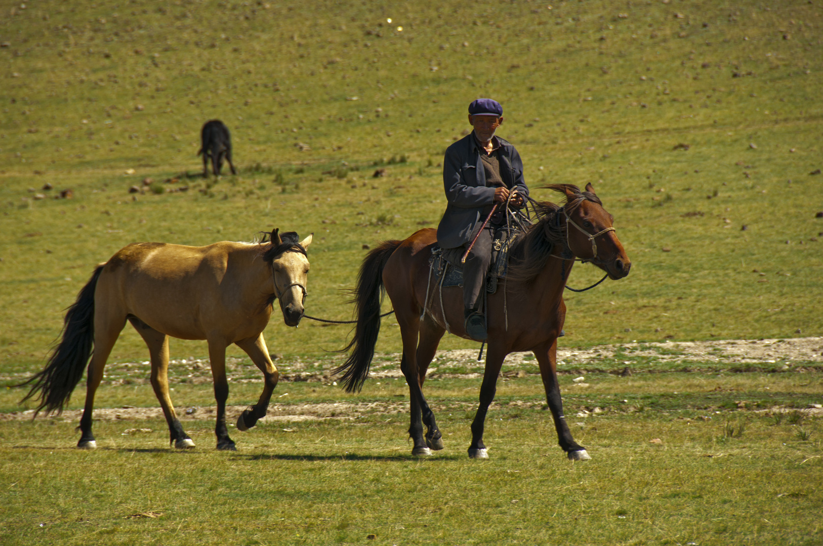 Mongolian sheep herder