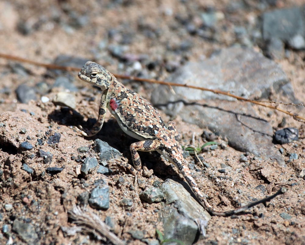 Mongolische Krötenkopfagame (Phrynocephalus versicolor)