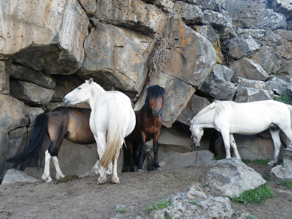 Mongolische Pferde