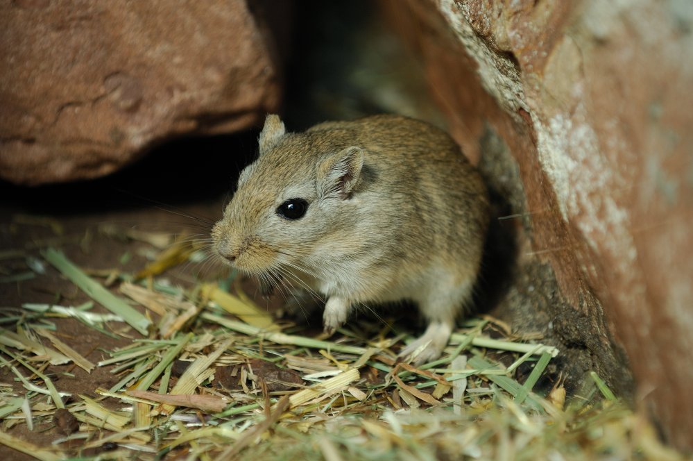 Mongolische Rennmaus