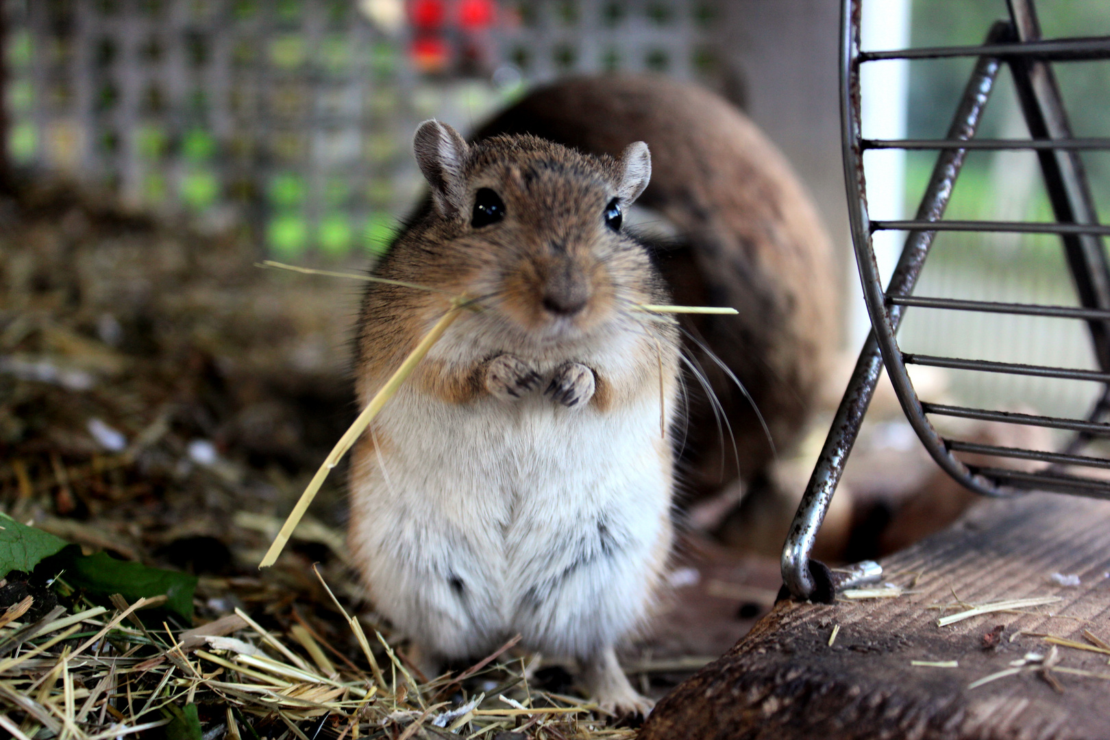 mongolische Rennmaus