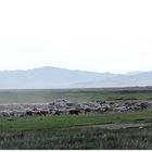 Mongolische Steppe