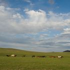 Mongolische Steppe