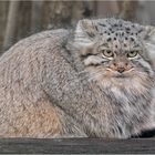 Mongolischer Manul.....