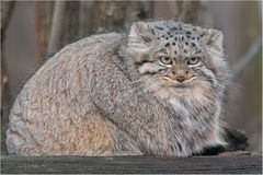 Mongolischer Manul.....