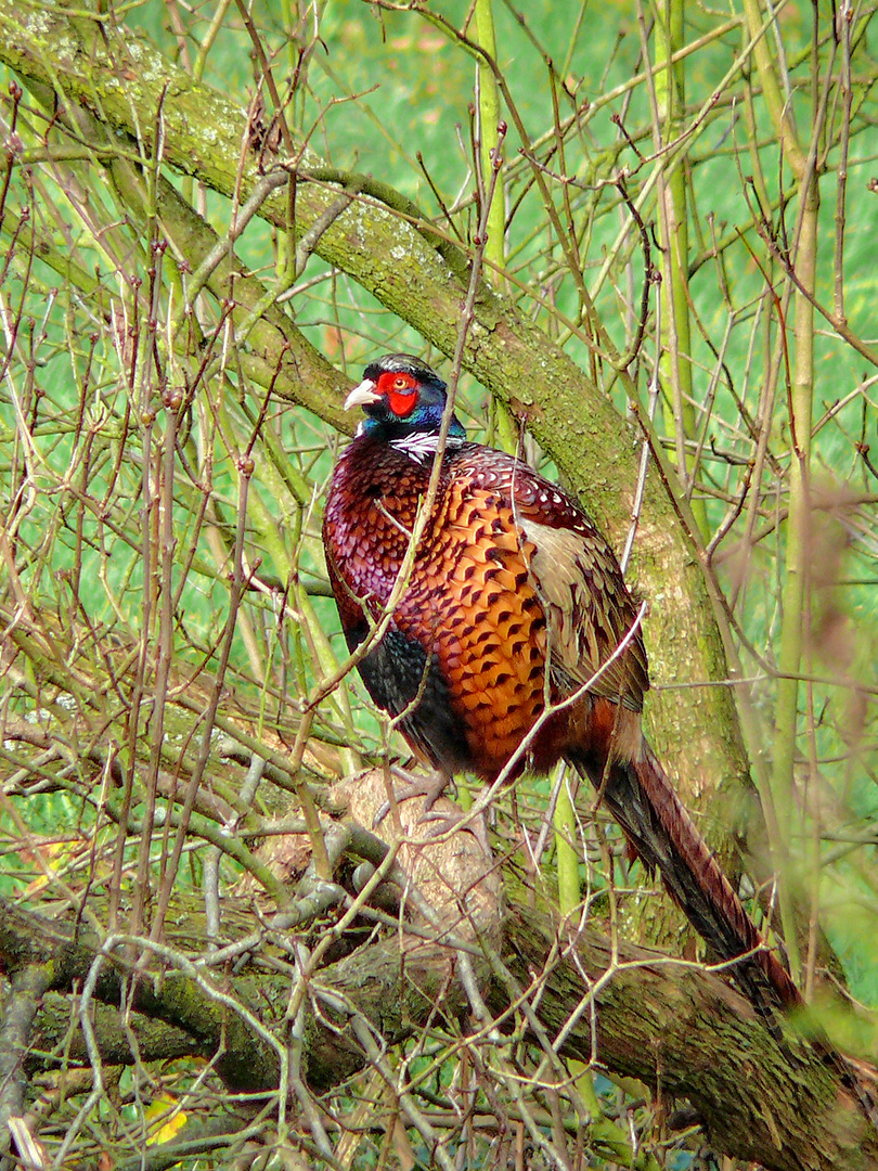 Mongolischer Ringfasan (Kasachstanfasan) Phasianus colchicus mongolicus