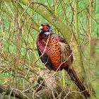 Mongolischer Ringfasan (Kasachstanfasan) Phasianus colchicus mongolicus