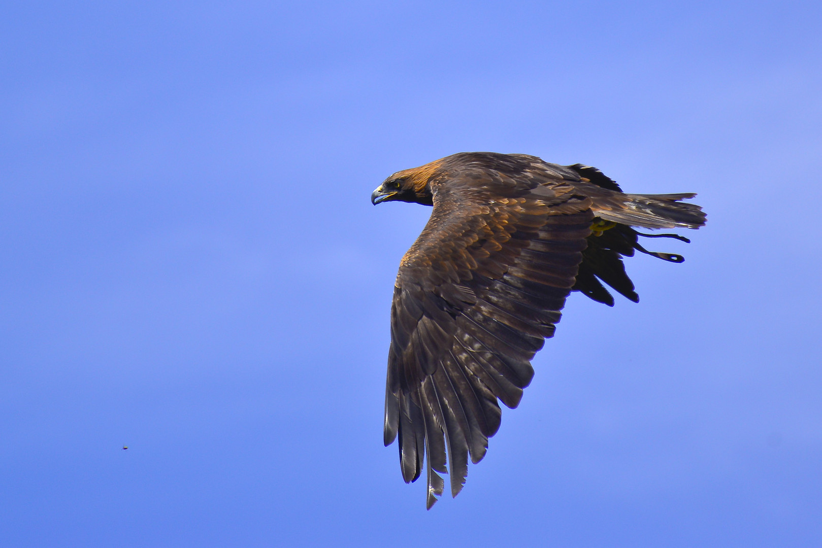 Mongolischer Steinadler