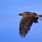 Mongolischer Steinadler