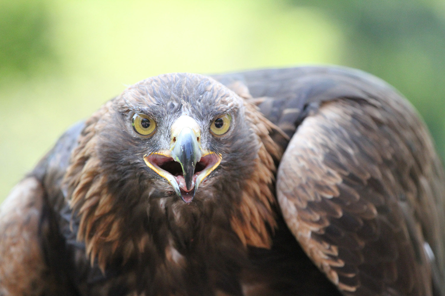 mongolischer Steinadler