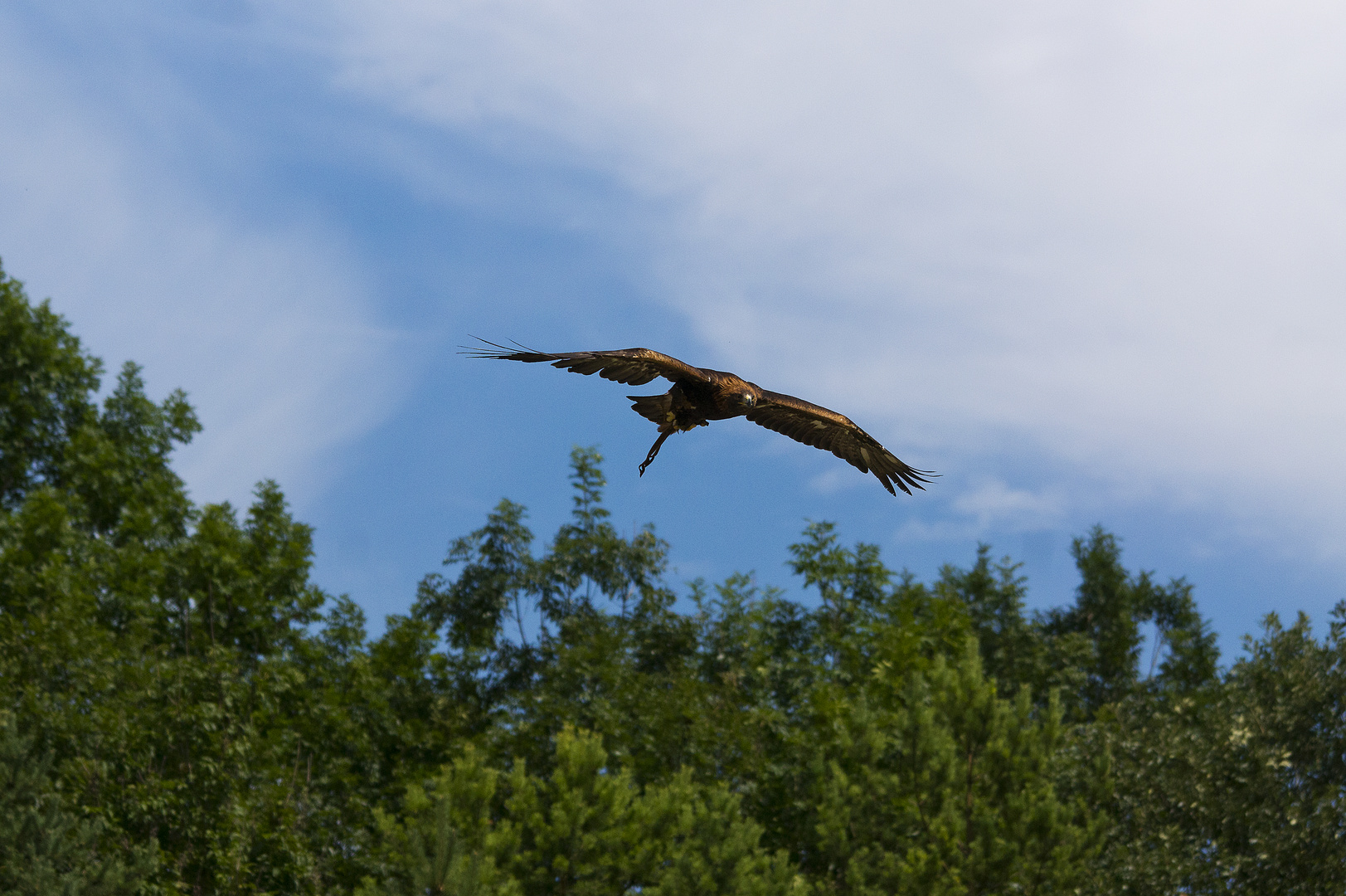 Mongolischer Steinadler