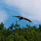 Mongolischer Steinadler