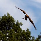 Mongolischer Steinadler