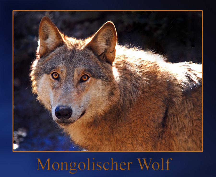 Mongolischer Wolf