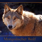 Mongolischer Wolf