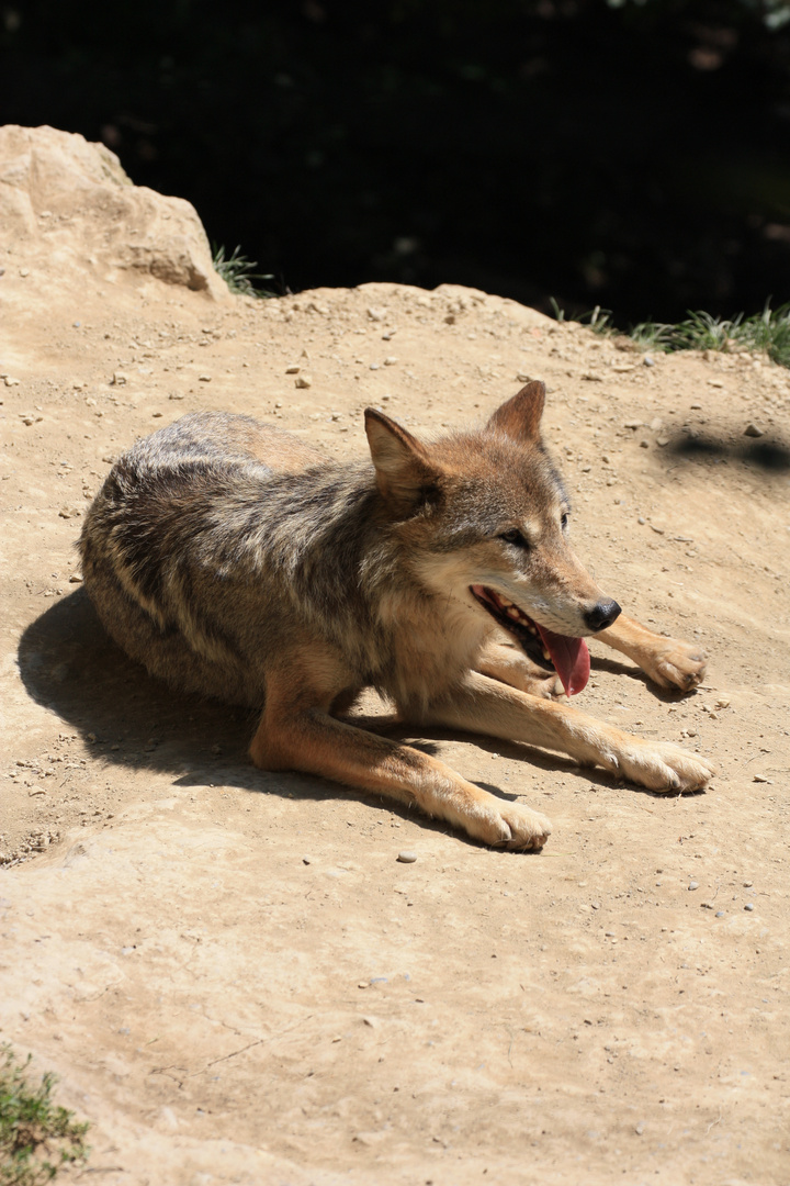 Mongolischer Wolf