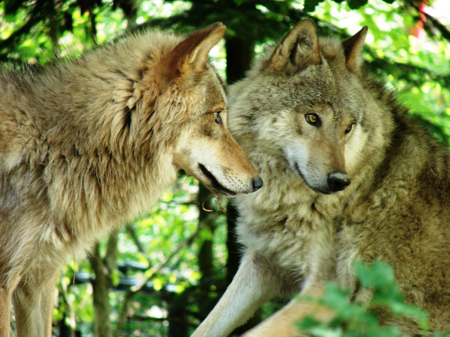 Mongolischer Wolf