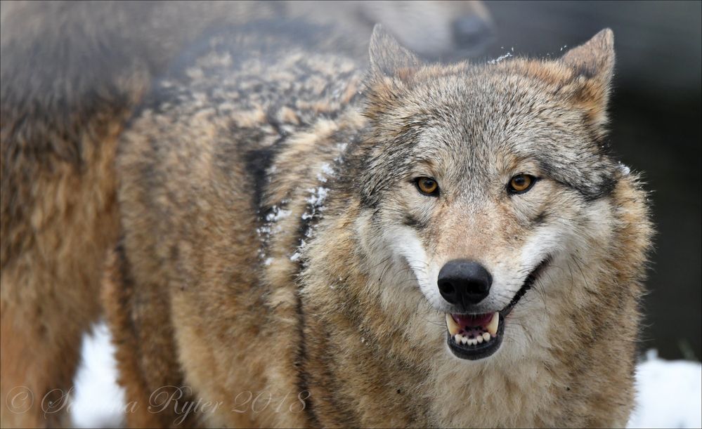 Mongolischer Wolf