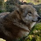 Mongolischer Wolf