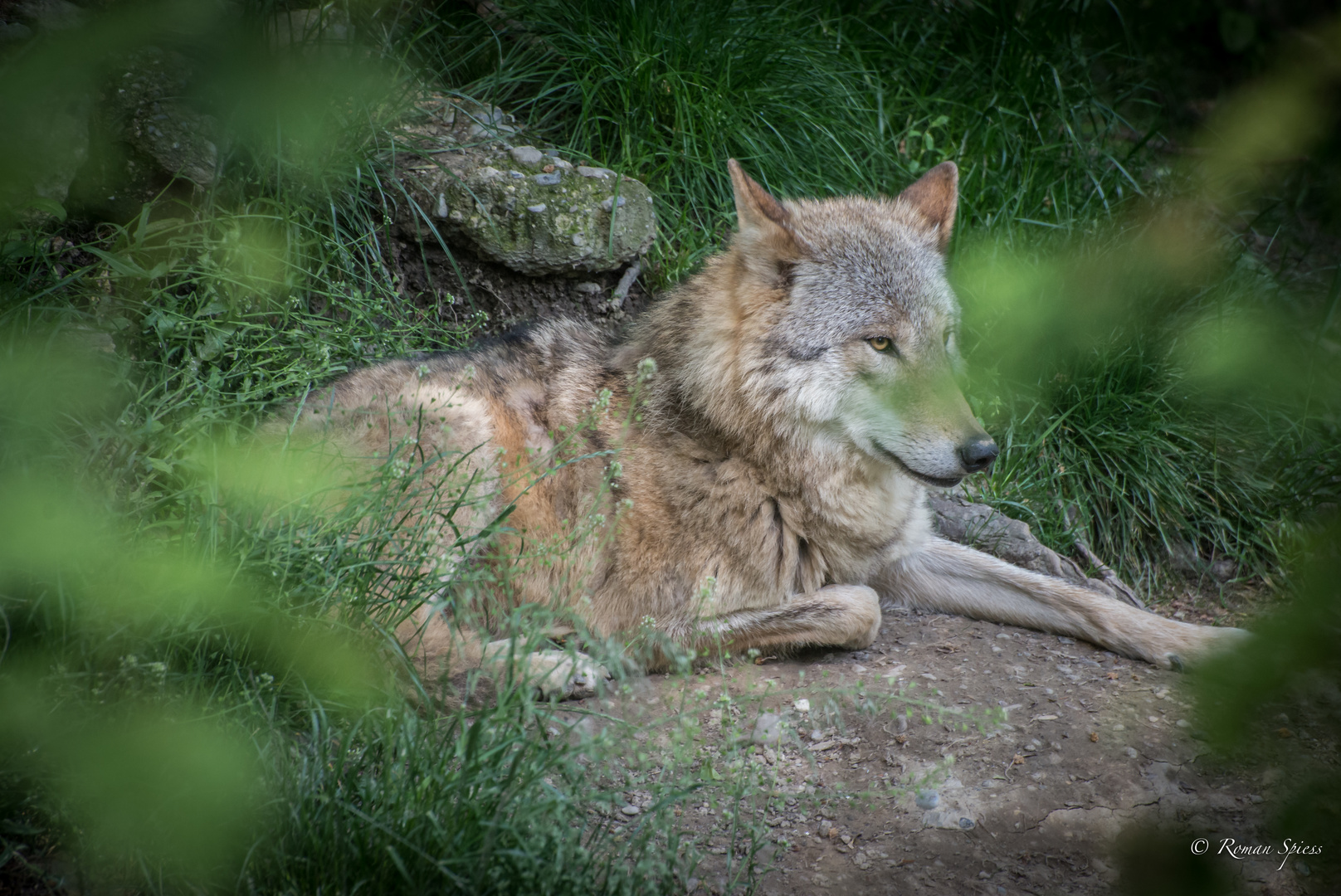 Mongolischer Wolf