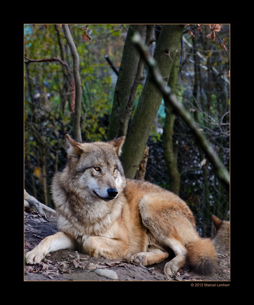 Mongolischer Wolf