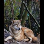 Mongolischer Wolf