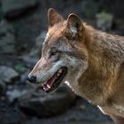 Mongolischer Wolf / Bild 2