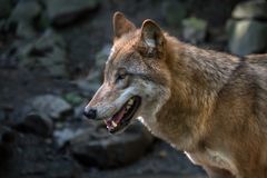 Mongolischer Wolf / Bild 2