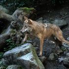 Mongolischer Wolf / Bild 3